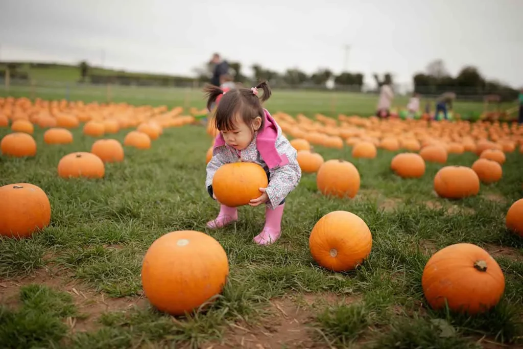 A young child wearing pink boots and a pink jacket bends down to pick up a pumpkin at the Holt Homes Pumpkin Patch, surrounded by many other pumpkins on green grass.