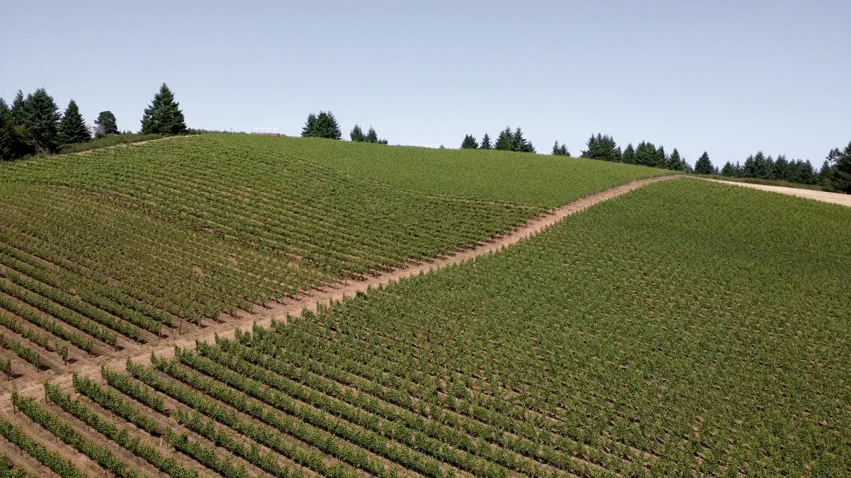 A hillside vineyard in Junction City, Oregon, features neatly planted rows of grapevines and a dirt path running diagonally through the middle, bordered by evergreens under a clear sky—one of the best things to do in the area.
