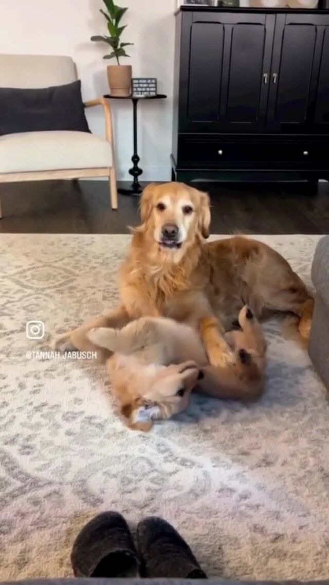 At Home with Holt: Double Trouble Edition. 🐶🐶⁠
⁠Thank you to homeowner @tannah.jabusch for sharing!⁠
⁠
⁠
⁠
⁠
⁠
#pnwlife #pnw #goldenretriever #newconstructionhomes #holthomespnw #holthomesgallery #homebuilder #happyvalleyoregon #happyvalleyrealestate #oregonrealestate #pacficnorthwest #livingroom #livingroomdecor