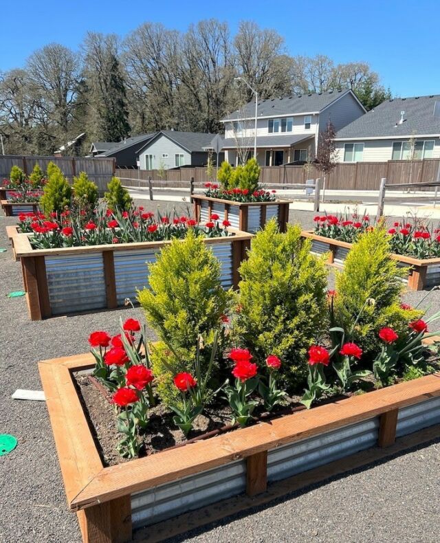 The community garden at Laurel Woods looking glorious in last week's weather. Raise your hand if you want the sun to come back soon!🖐️🌞 ⁠
⁠
As a builder, our purpose is creating better places to live in the Pacific Northwest. This means always doing our best to add thoughtful details whenever possible to Holt communities.⁠
⁠
Find home in Laurel Woods today - link in bio.⁠
⁠
#newconstructionhomes #holthomesPNW #pnwliving #communityammenities #masterplannedcommunity #corneliusoregon