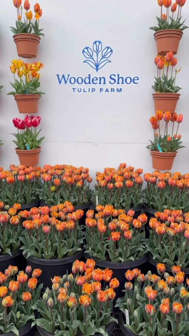 With just a twenty-minute drive from the new Holt community Marion Pointe the Wooden Shoe Tulip festival is a must see. The tulip festival is open every spring from late March to early May. With millions of tulips and over 40 acres of fields, the farm has something for everyone. Carnival rides for the kids, wine tasting for the parents and yummy food for everyone. The family could truly spend the day enjoying every thing the festival has to offer.