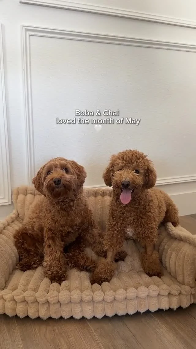 It’s Boba & Chai’s life and I’m just living it with them 🐾🐾

#holthomes #holthomespnw #homeinspiration #dogmom