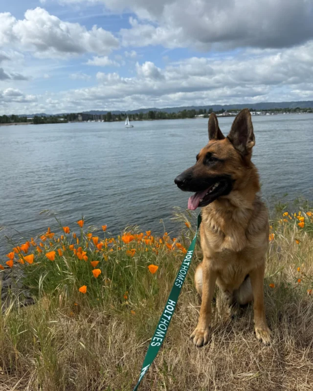 Proof that Holt pups have the best taste in views🐾🌊

Whether it’s morning walks or golden hour adventures, our furry residents are soaking up the beauty of life in our Holt Homes communities.

#HoltHomes #HoltHomesPNW #pnwhomes #home #homeinspiration #realestate #holthounds #dogsofinstagram
