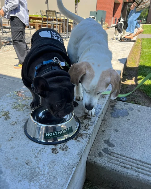 Happy International Dog Day from all of us at Holt Homes! 🐾 

We know a home isn’t complete without a furry friend to share it with. Whether it’s a big backyard for fetch or cozy corners for naps, your perfect home is waiting for you and your pup.

Here’s to all the dogs who make every house a home.