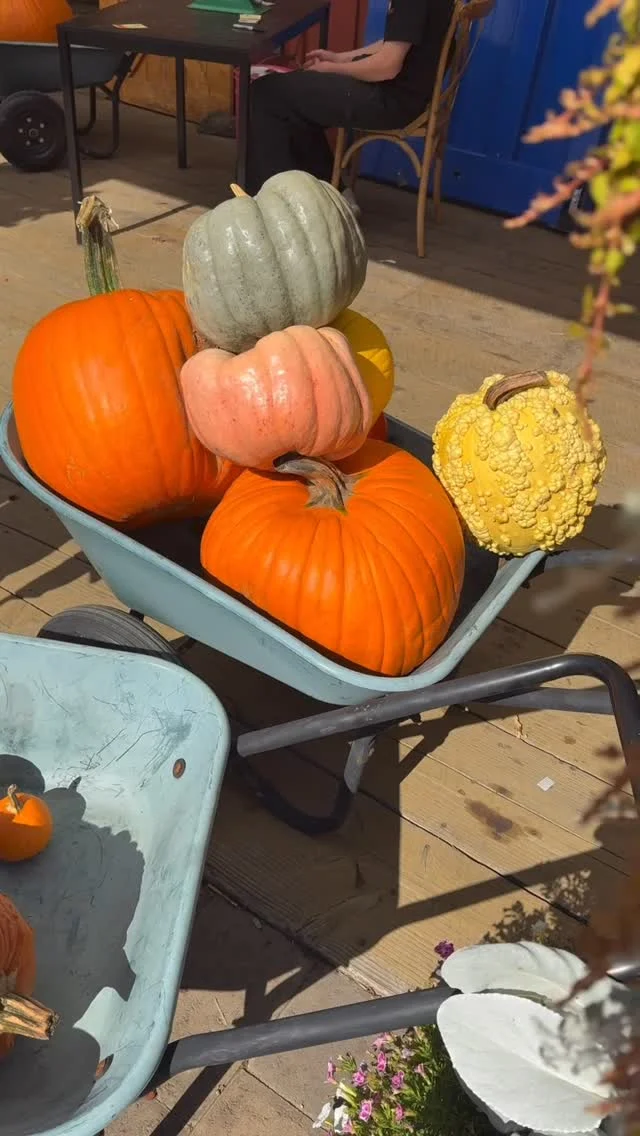 Fall fun with the kiddos at Red Berry Barn in Sherwood, Oregon!🎃🍂

Pumpkin picking, slides, corn maze, hay rides — they ran, they laughed, they got very dirty😅 Definitely a day full of memories (and snacks).