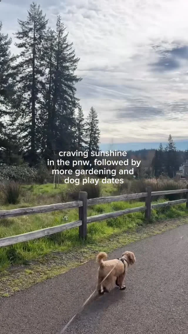 Craving more sun in the pnw for more dog play dates, gardening, hosting outside, and increase my Vitamin D intake ☀️🌲