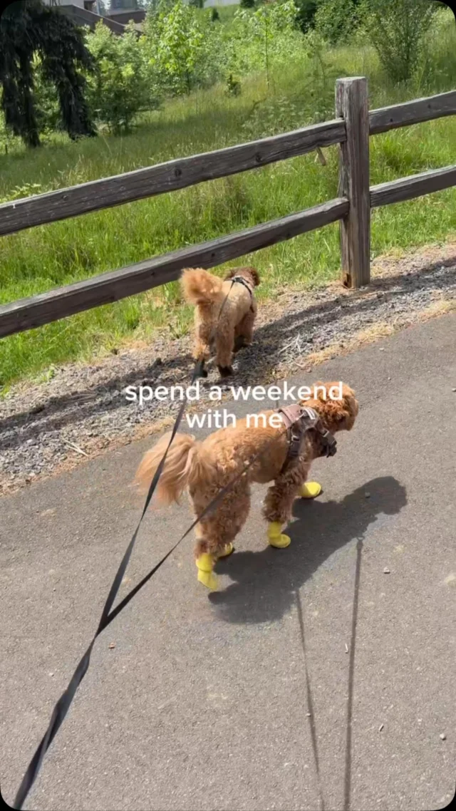 Day in my life on an eventful weekend: 🐾🐶🐩🏡🦪🥗
